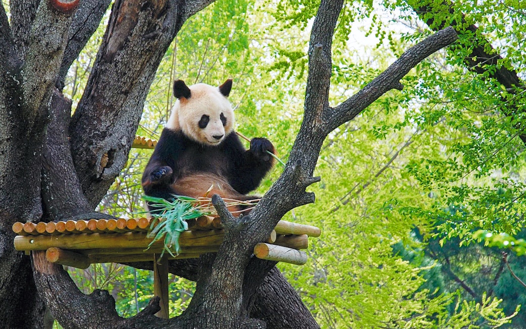 Panda eating bamboo on a platform in a tree at Zoo Aquarium Madrid.