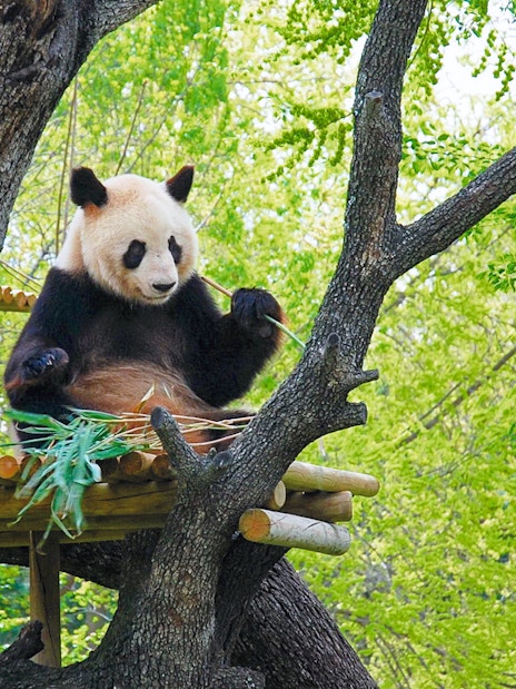 Panda eating bamboo on a platform in a tree at Zoo Aquarium Madrid.