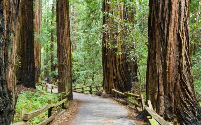Pathway through towering redwoods in Muir Woods National Monument.