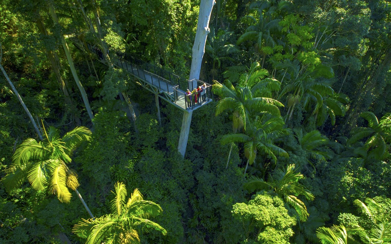 Visitors on Tamborine Rainforest Skywalk bridge surrounded by lush greenery.