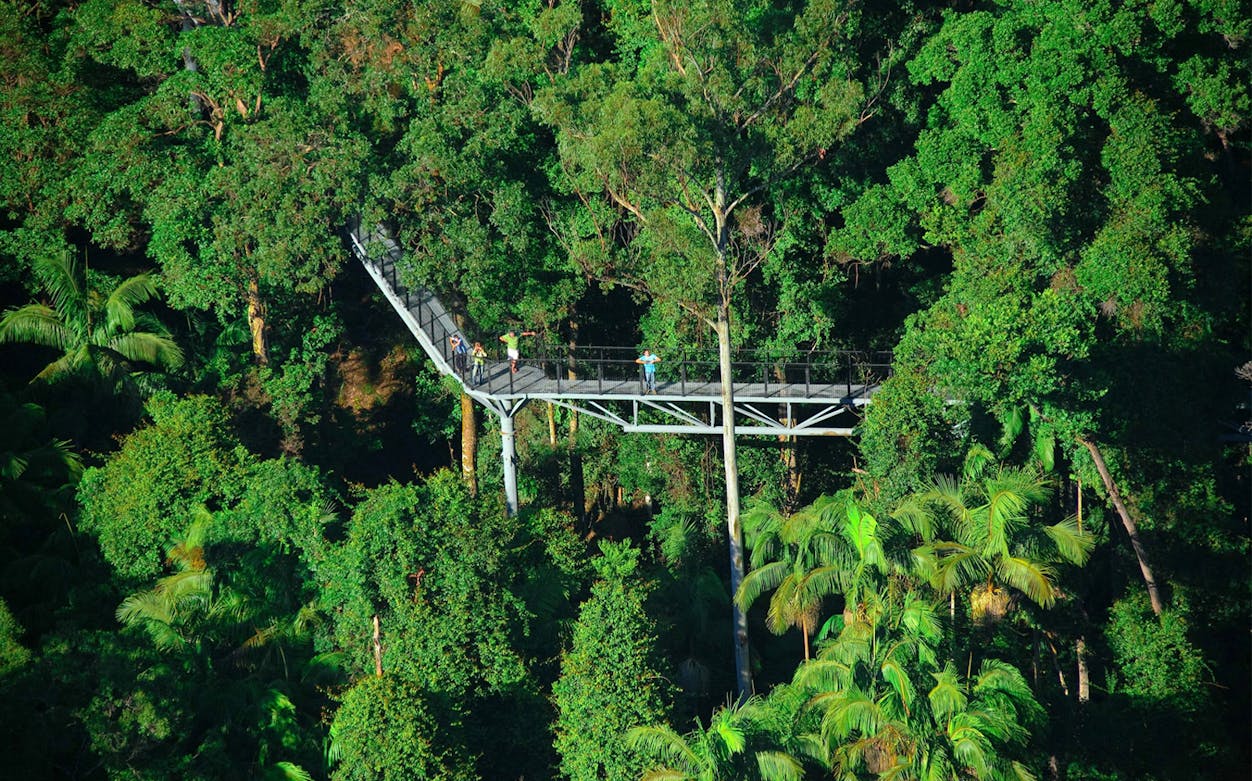 Tamborine Rainforest Skywalk bridge surrounded by lush greenery.