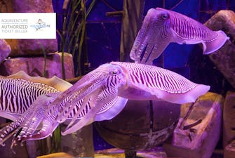 Lost Chambers Aquarium Dubai