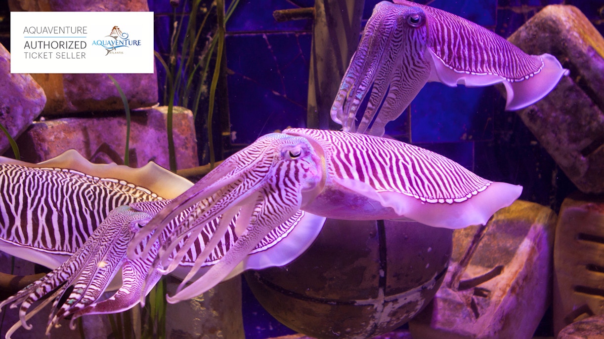 aquarium lost chambers dubai