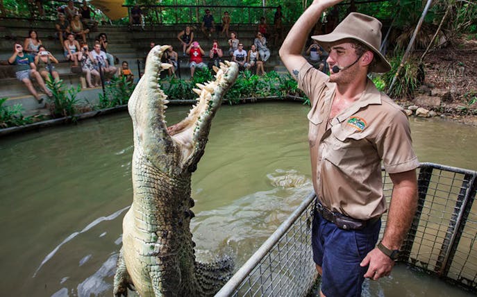 Crocodile feeding show at Hartley's Crocodile Adventures with audience watching.