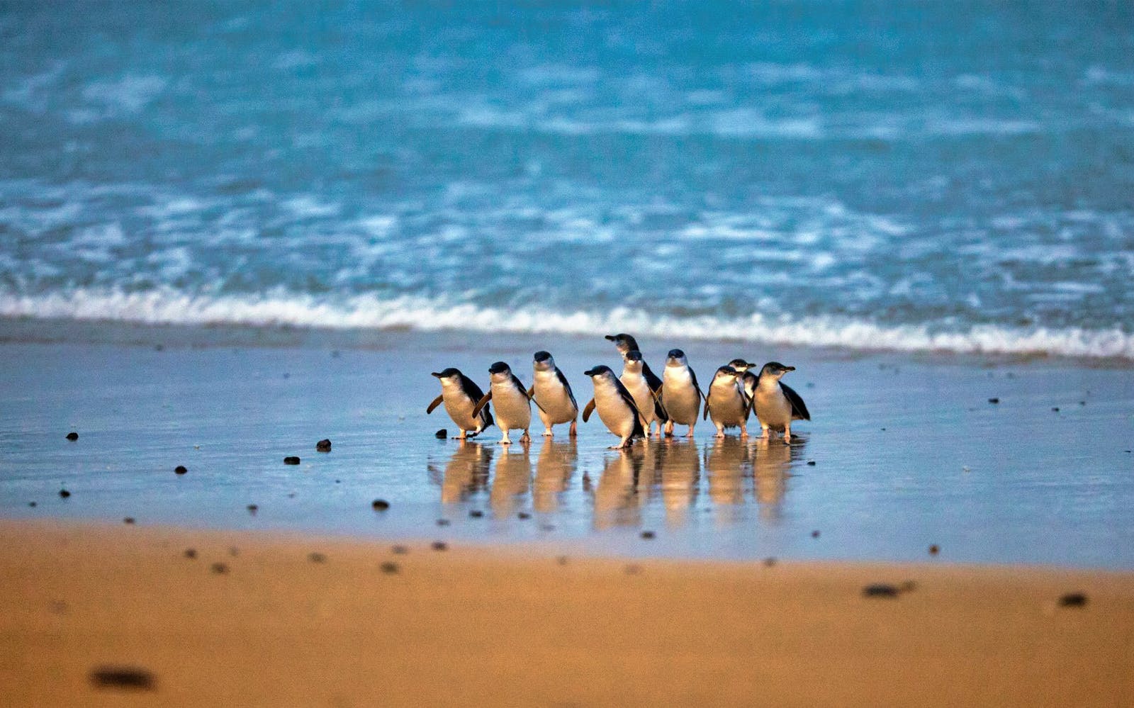 Phillip Island Penguin Parade