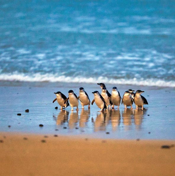 The ultimate guide to watch the Phillip Island Penguin Parade