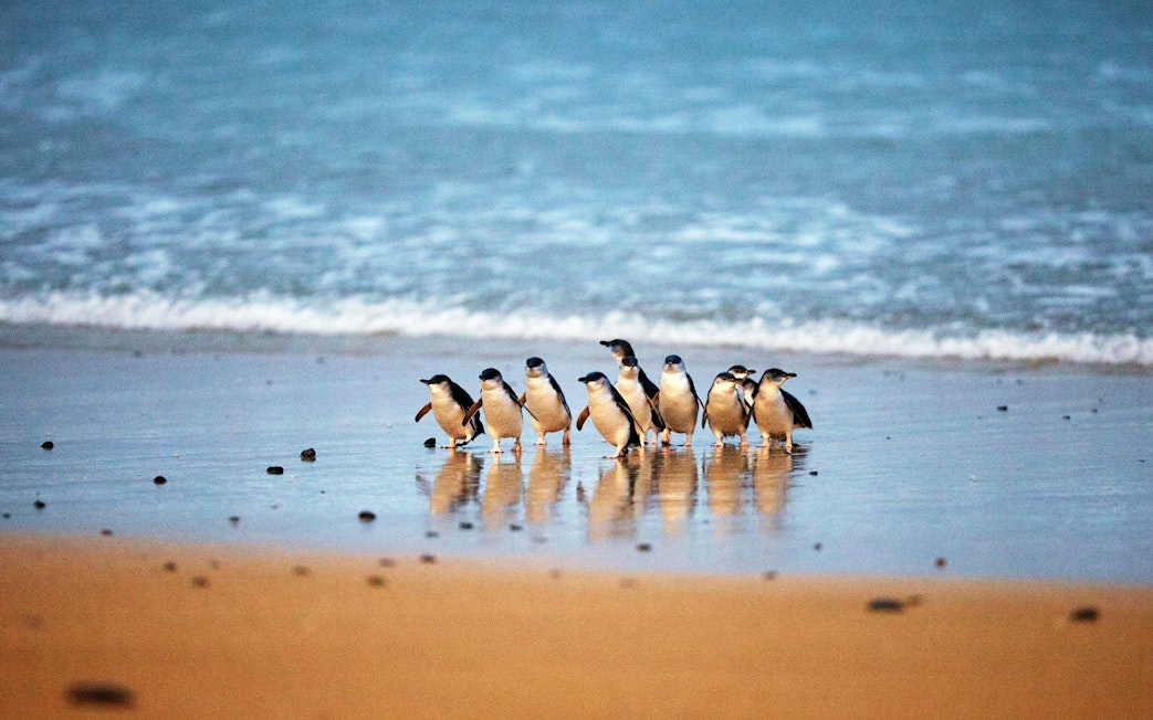 Penguins walking on the beach at Phillip Island Nature Parks, Australia.