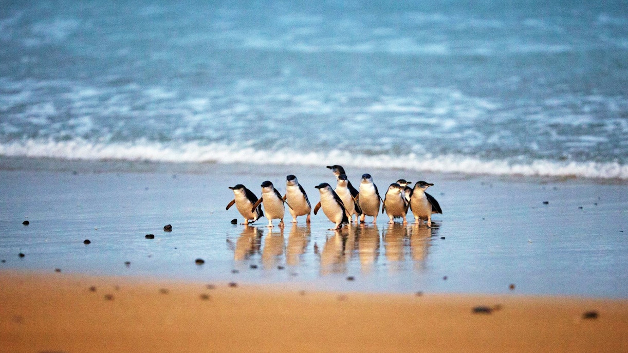 Penguins marching on Phillip Island Nature Parks during Penguin Parade tour at dusk