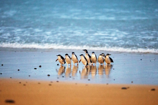 Biglietti per la parata dei pinguini a Phillip Island