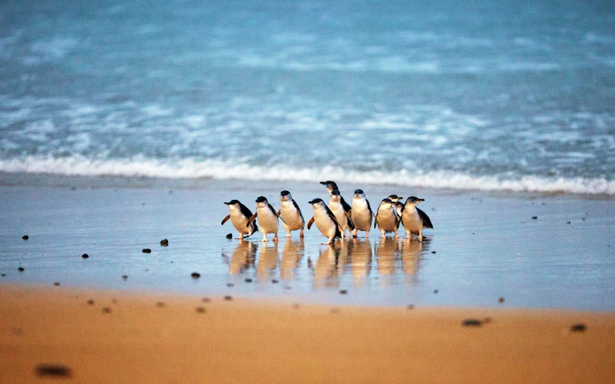 Biglietti per la parata dei pinguini a Phillip Island