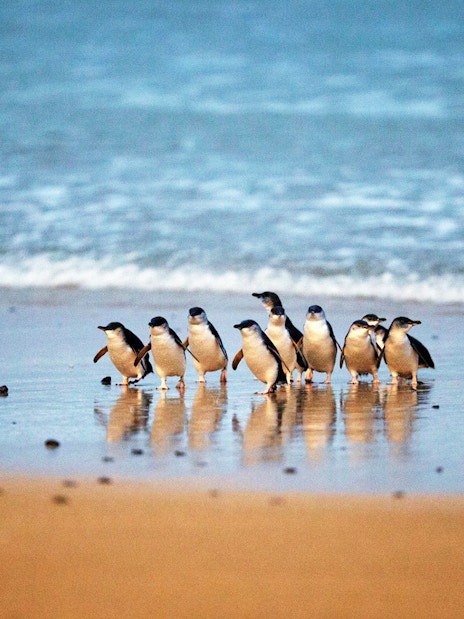 Penguins walking on the beach at Phillip Island Nature Parks, Australia.