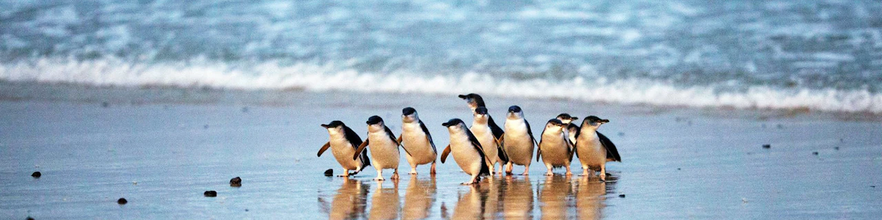 Biglietti per la parata dei pinguini a Phillip Island