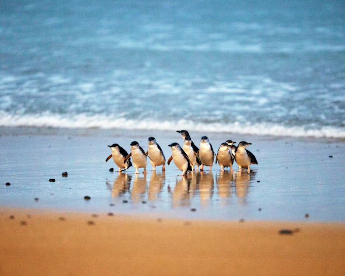 Phillip Island Nature Parks Penguin Parade Tickets