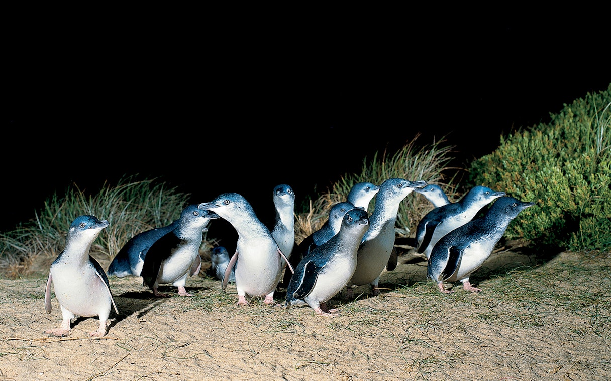 Penguins walking on sand at night, Phillip Island Nature Parks.