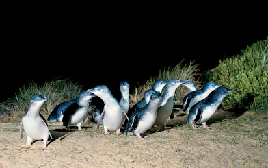 Penguins walking on sand at night, Phillip Island Nature Parks.