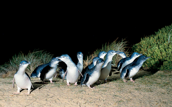 Penguins walking on sand at night, Phillip Island Nature Parks.