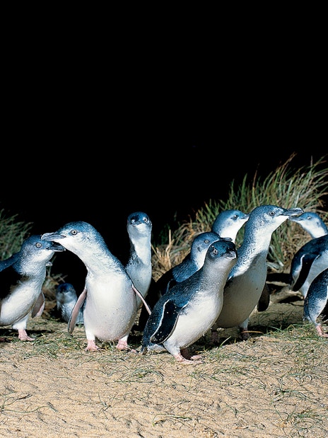 Penguins walking on sand at night, Phillip Island Nature Parks.