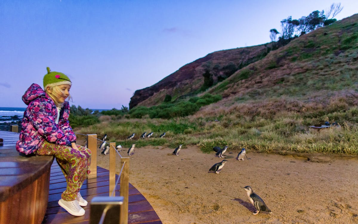 phillip island nature parks penguin parade ticket-1 phillip island nature parks penguin parade ticket-1