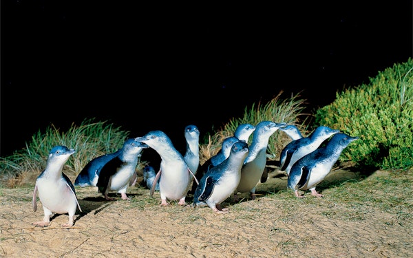 Phillip Island Penguin Parade