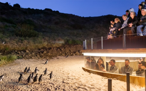 Phillip Island Penguin Parade