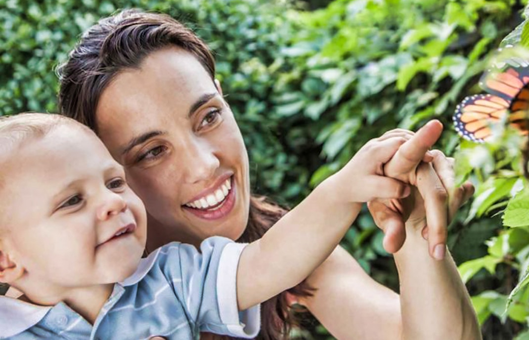 Dubai butterfly garden TICKETS