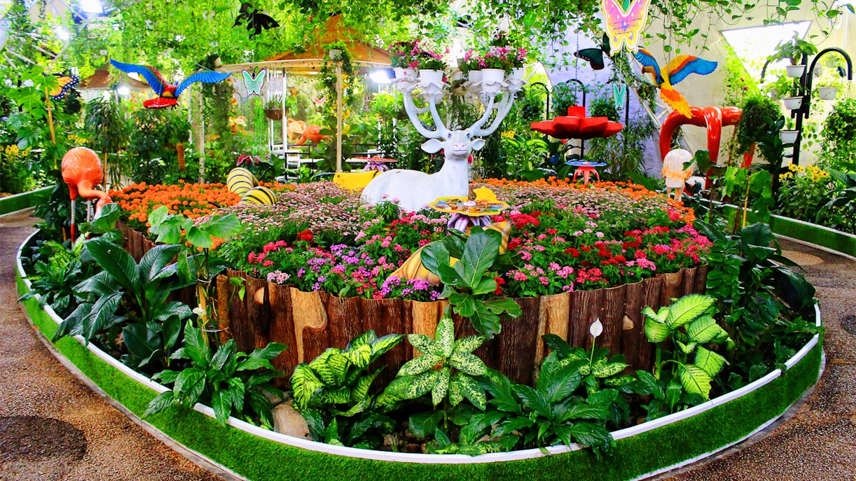 Dubai Butterfly Garden Plan Your Visit