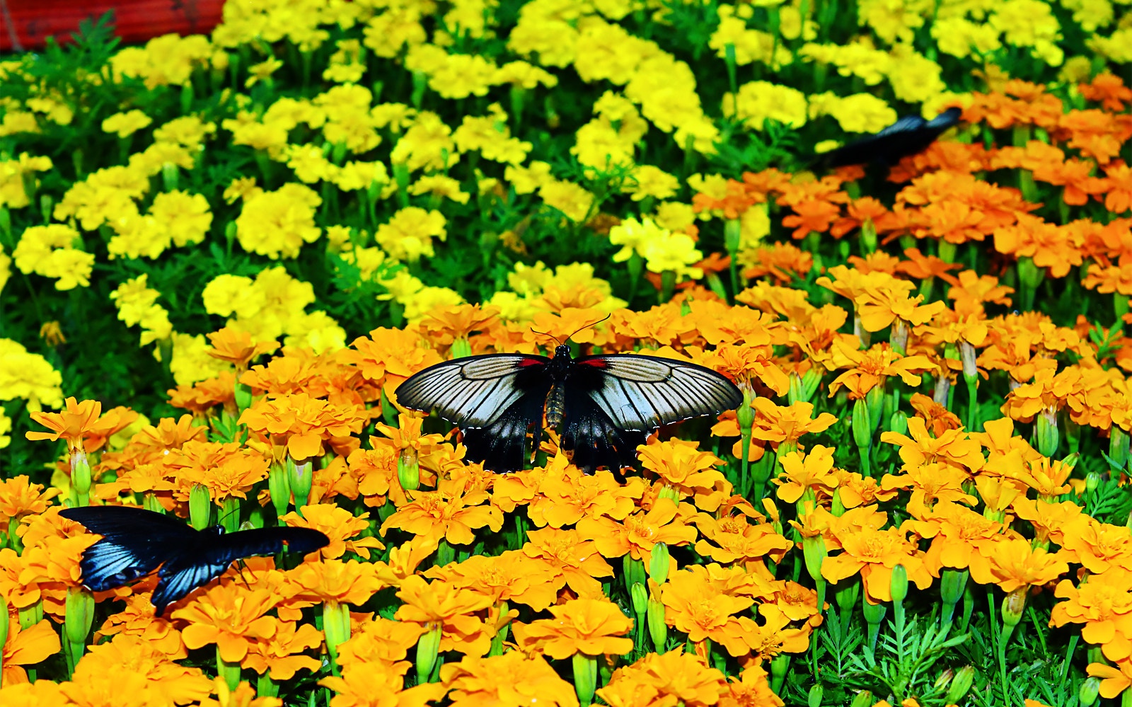 Butterflies on vibrant orange and yellow flowers at Dubai Butterfly Garden.