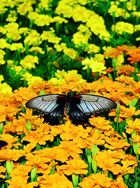 Butterflies on vibrant orange and yellow flowers at Dubai Butterfly Garden.