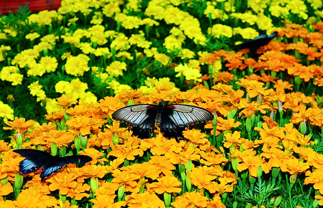 Dubai Butterfly Garden Rules