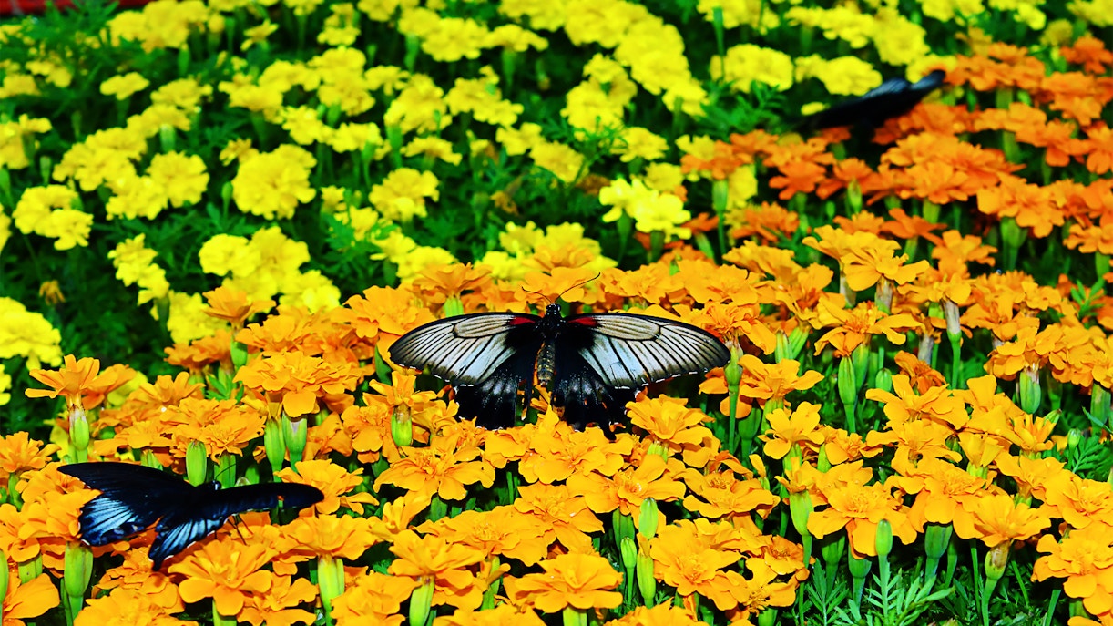 Dubai Butterfly Garden Visit