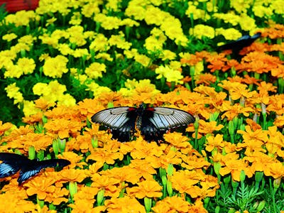 butterfly garden