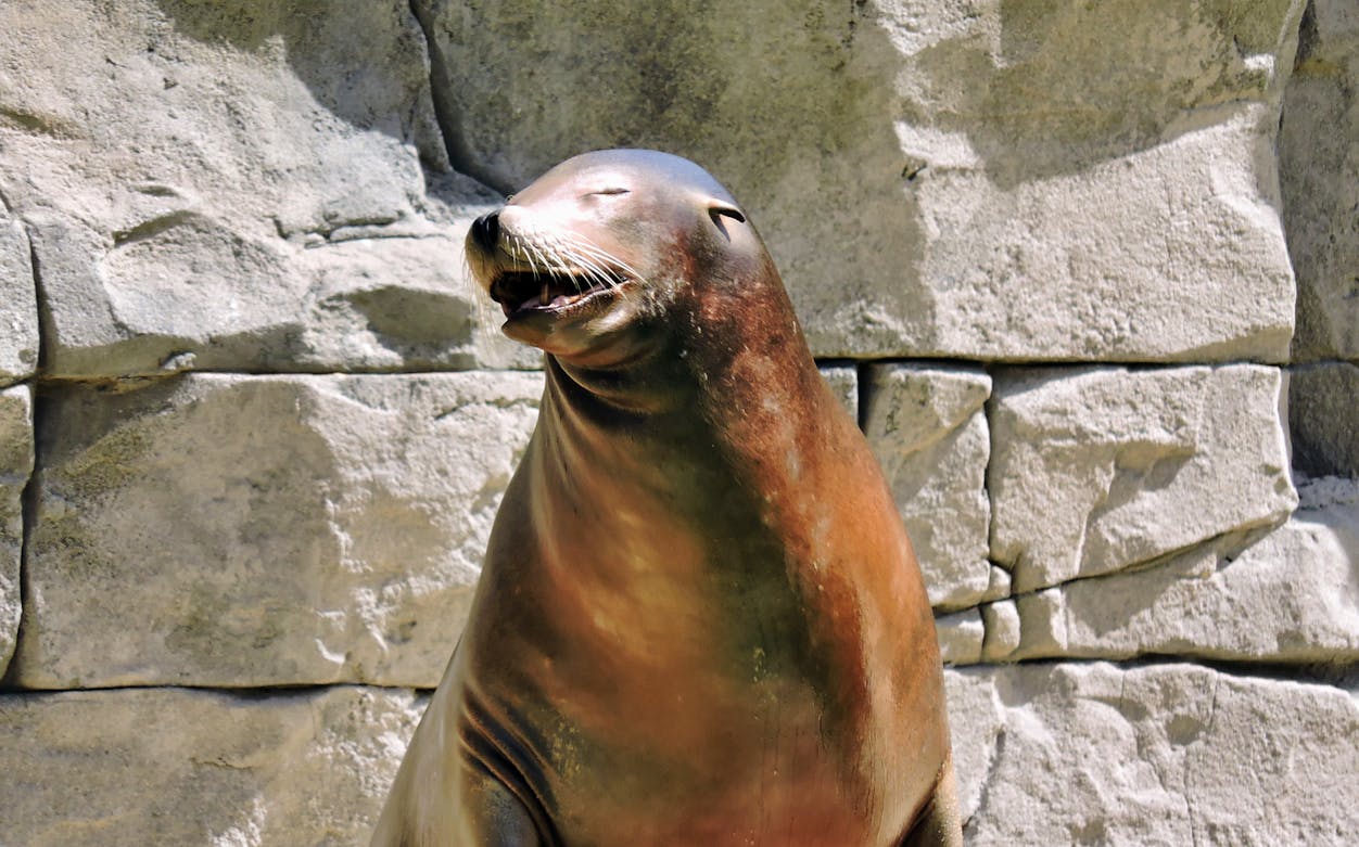 Sea lion basking in the sun at Faunia, Madrid.
