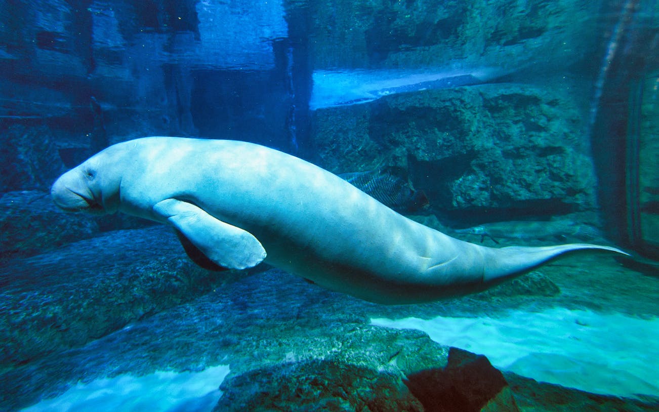 Dugong swimming in an aquarium at Faunia, Madrid.