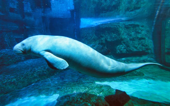 Dugong swimming in an aquarium at Faunia, Madrid.