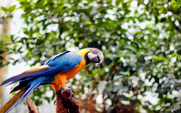 Macaw perched on a branch at Faunia, Madrid.