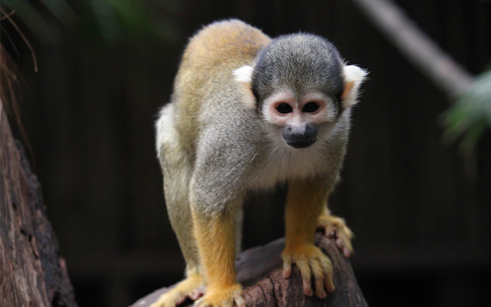 Squirrel monkey at Faunia Madrid.