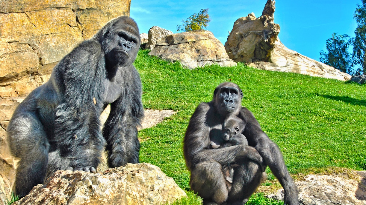 Bioparc Valencia Tickets