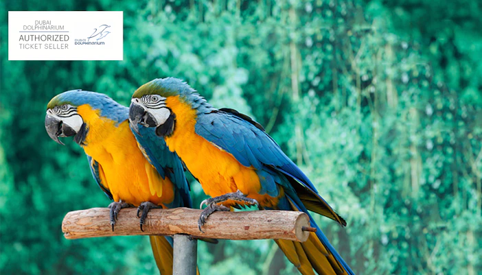 Dubai Dolphinarium Timings