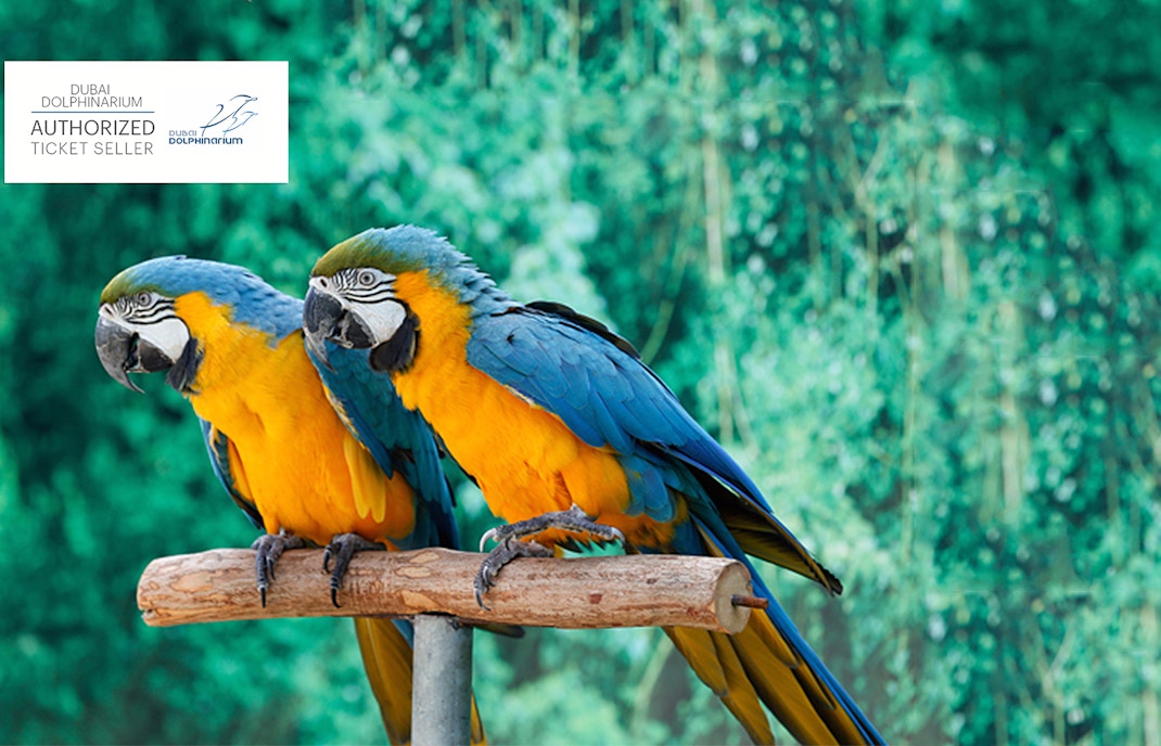 dolphinarium dubai