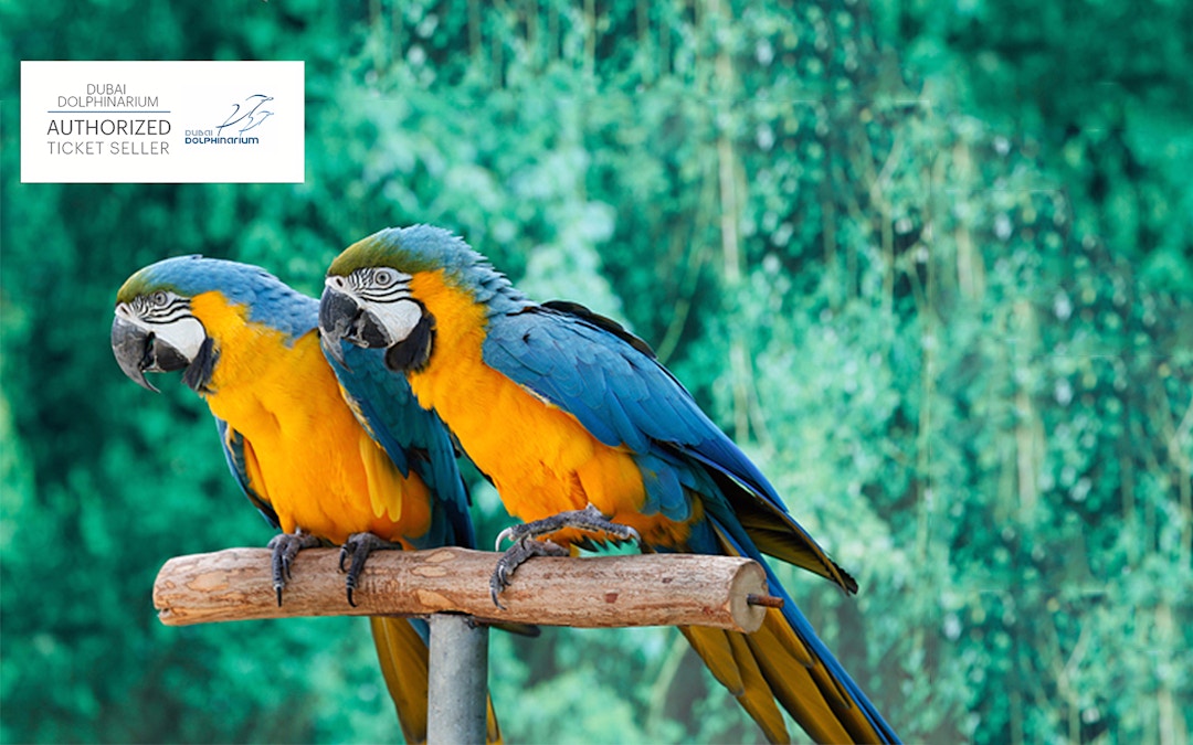 dolphinarium dubai