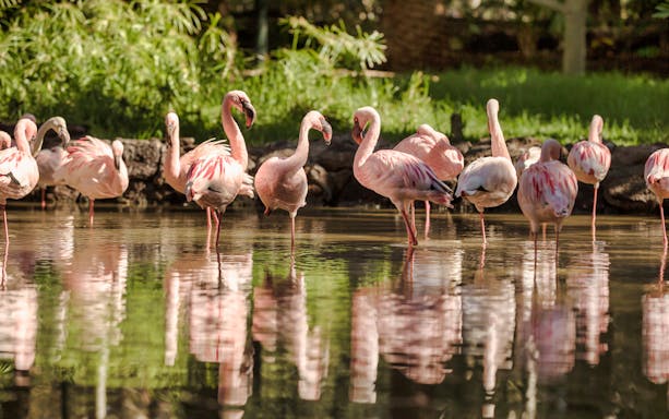 Flamingos wading in water at Oasis Wildlife Fuerteventura.