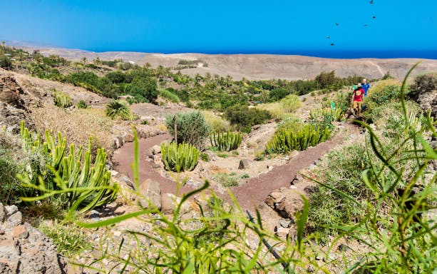 Pathway through desert landscape at Oasis Wildlife Fuerteventura with cacti and distant ocean view.