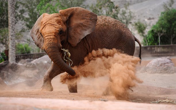 Elephant kicking up dust at Oasis Wildlife Fuerteventura.