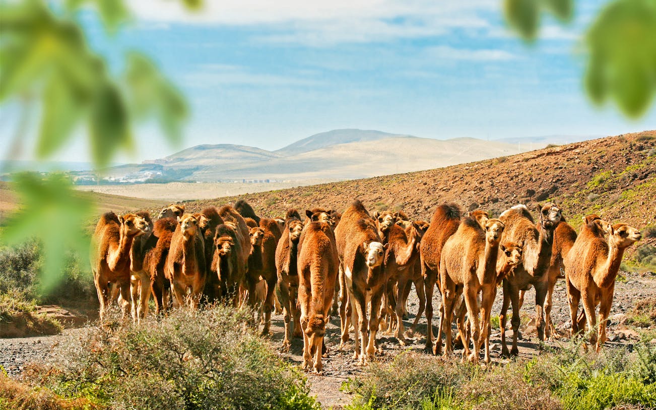 Camels walking in a group at Oasis Wildlife Fuerteventura with desert landscape.