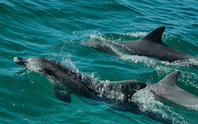 Dolphins swimming in Jervis Bay during a dolphin watch cruise near Sydney.