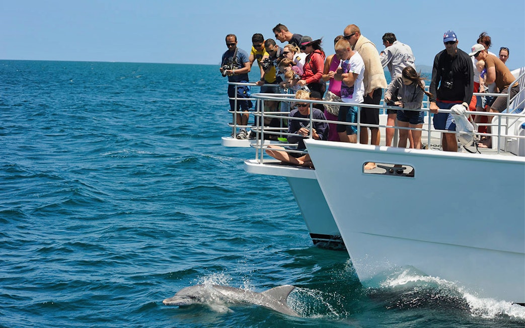 Tourists watching dolphins from a boat on Jervis Bay Dolphin Watch Cruise, Sydney.