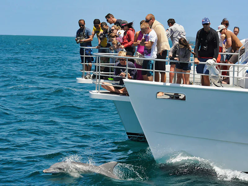Jervis Bay Dolphin Watch Cruise Sydney - Sydney