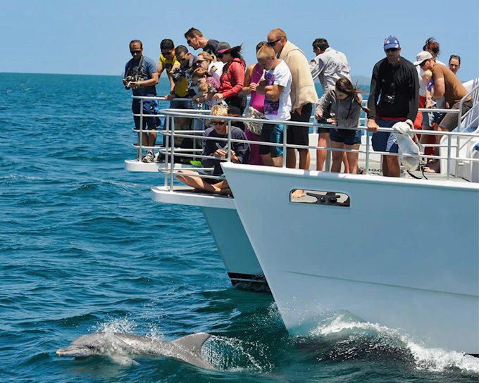 Jervis Bay Dolphin Watching Cruise