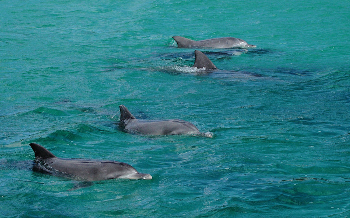 Dolphins swimming in Jervis Bay during a dolphin watch cruise near Sydney.