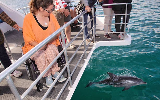 Visitors on a boat watching a dolphin swim in Jervis Bay during a Sydney cruise.